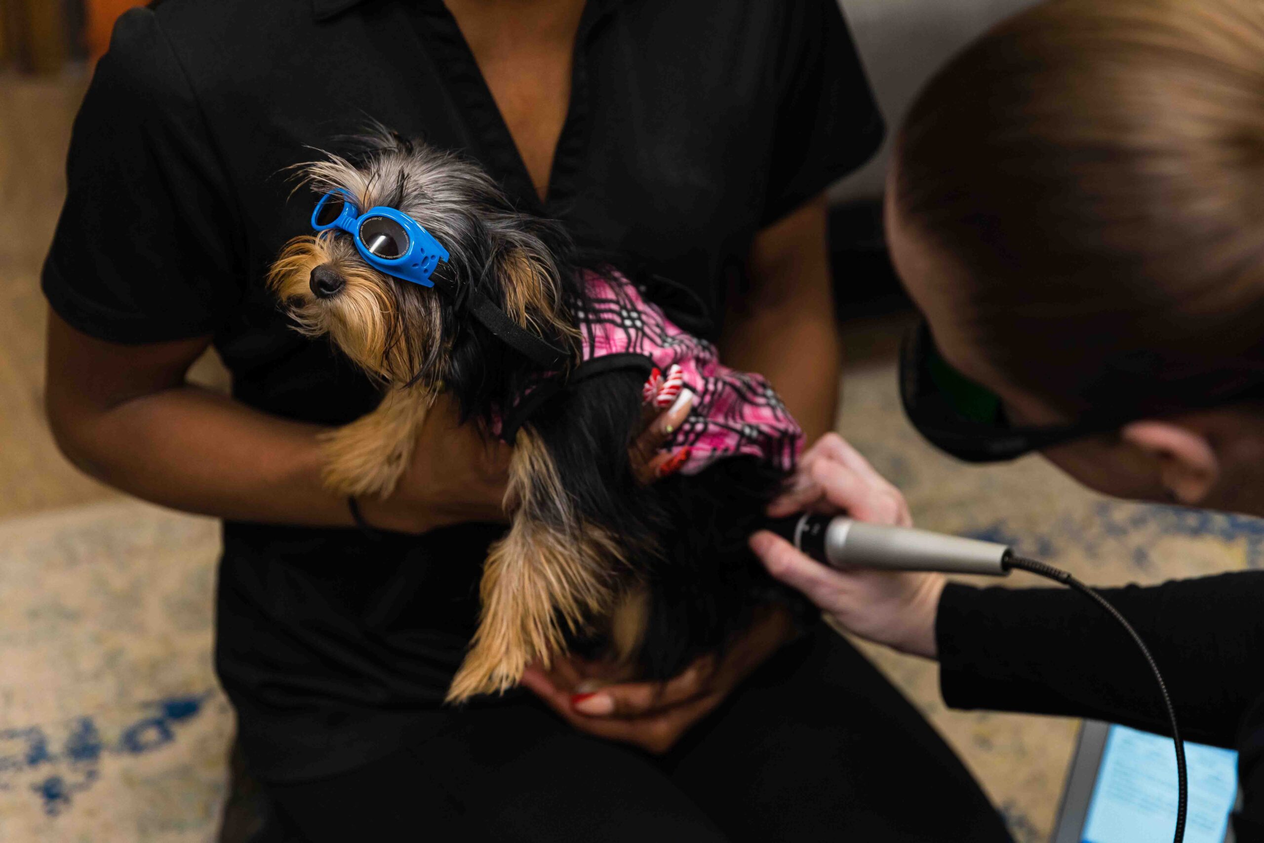 a dog being held by a person while a veterinarian performs a medical procedure