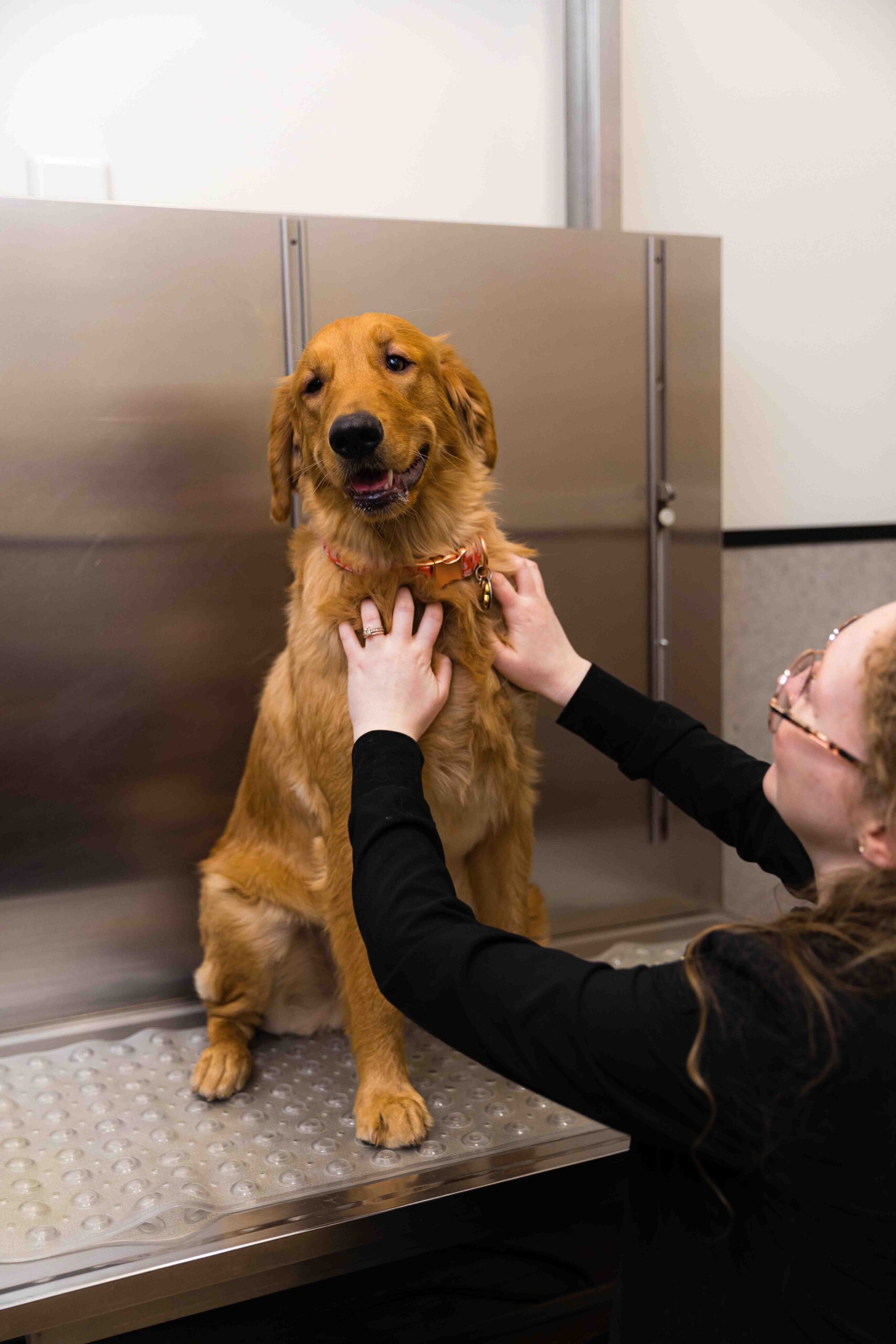 a dog wearing a red collar stands on an aluminum veterinary examination table