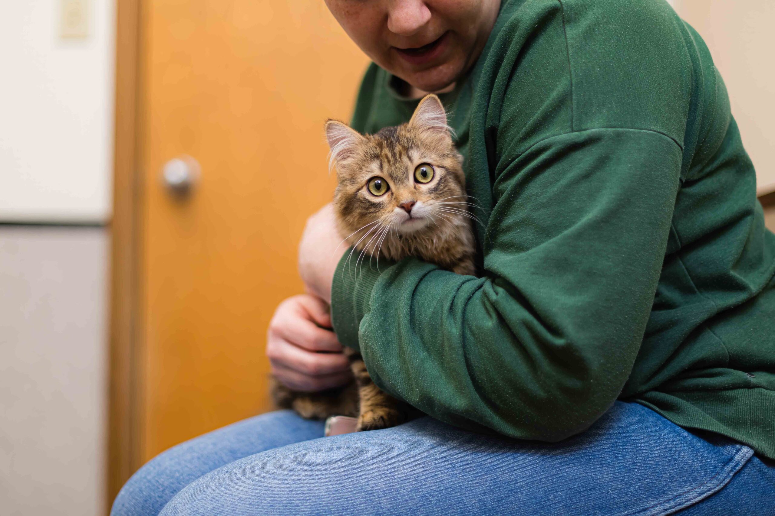 a person holding a brown tabby cat