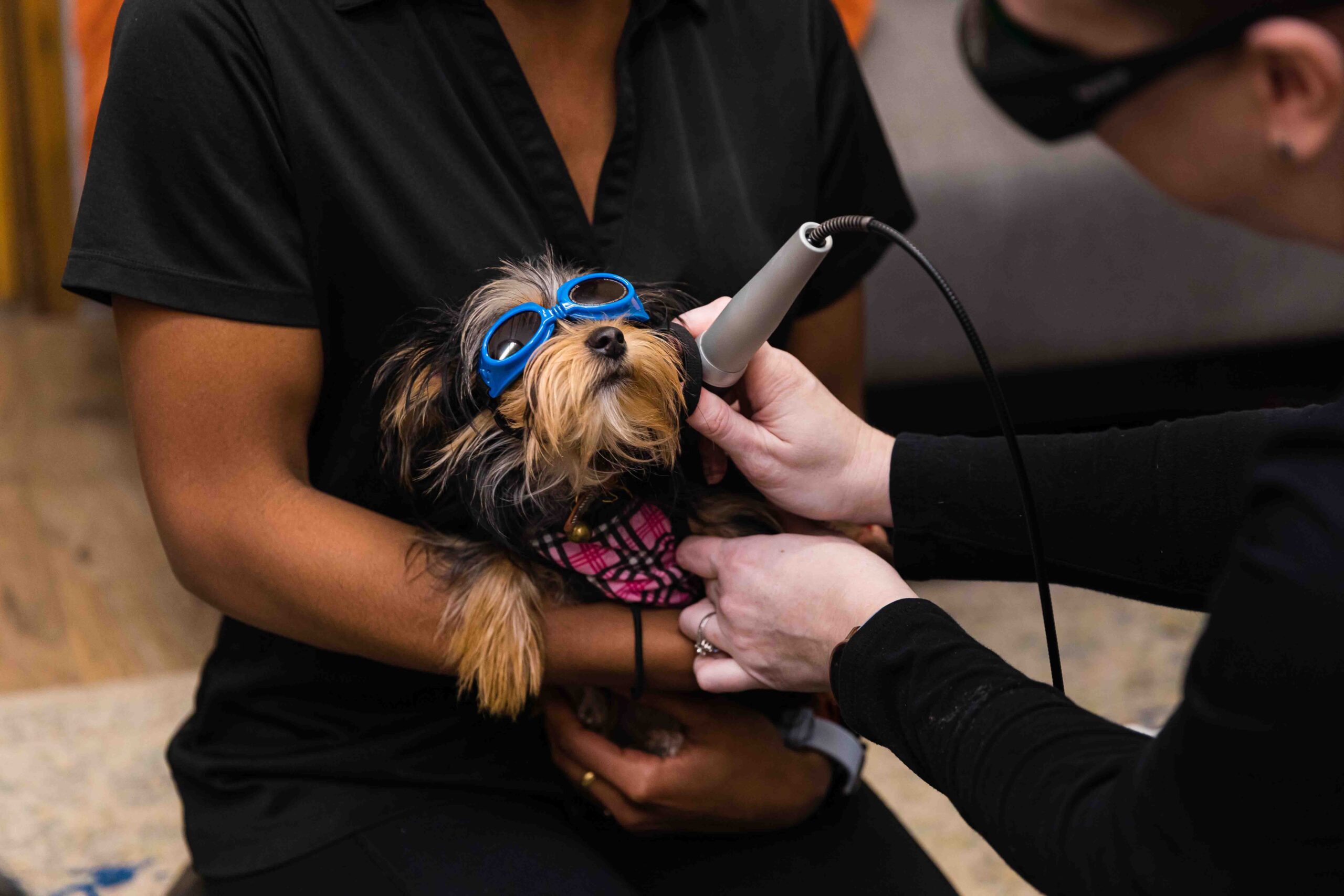 a vet in black uses a handheld device to examine its face