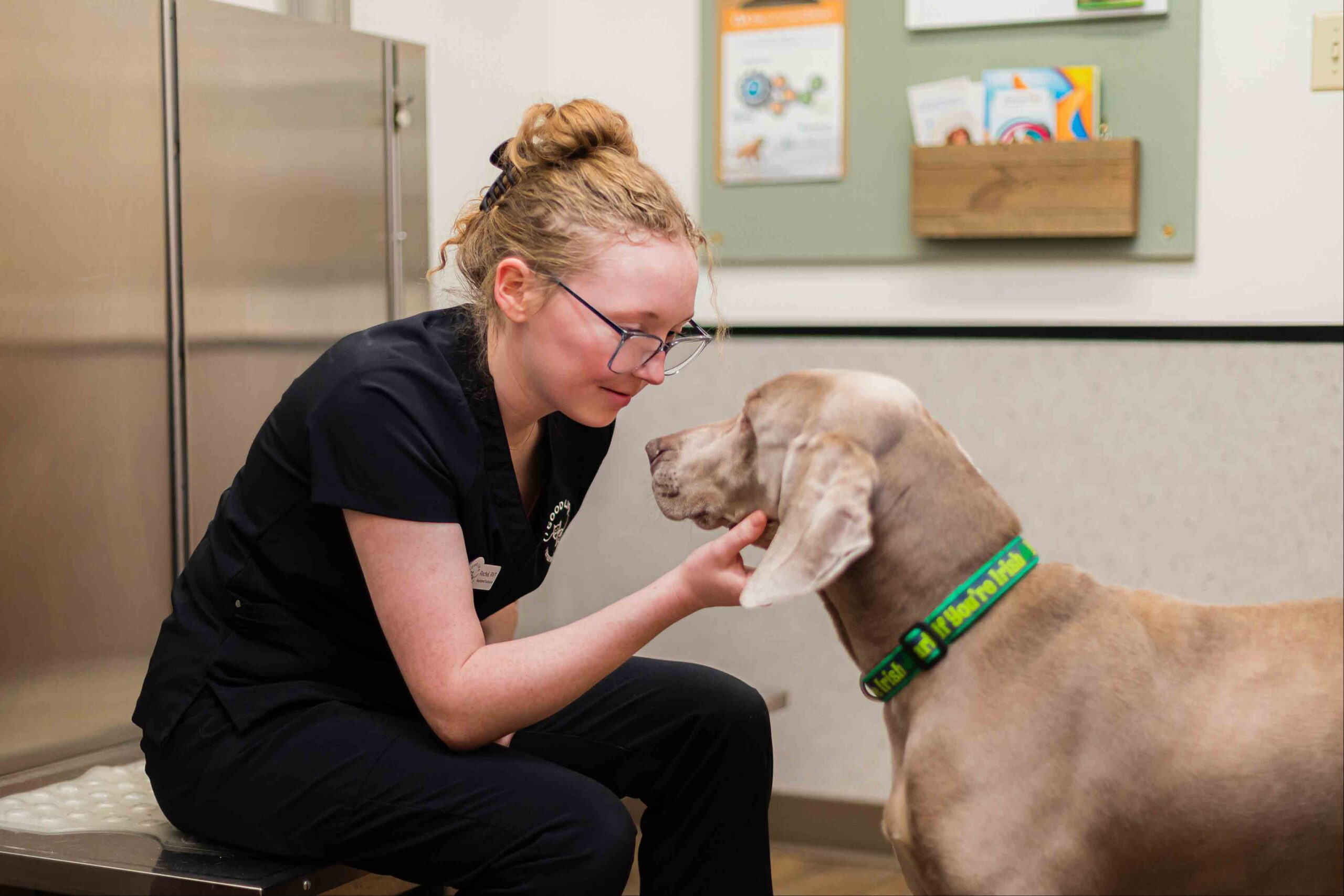 a vet touching a dog