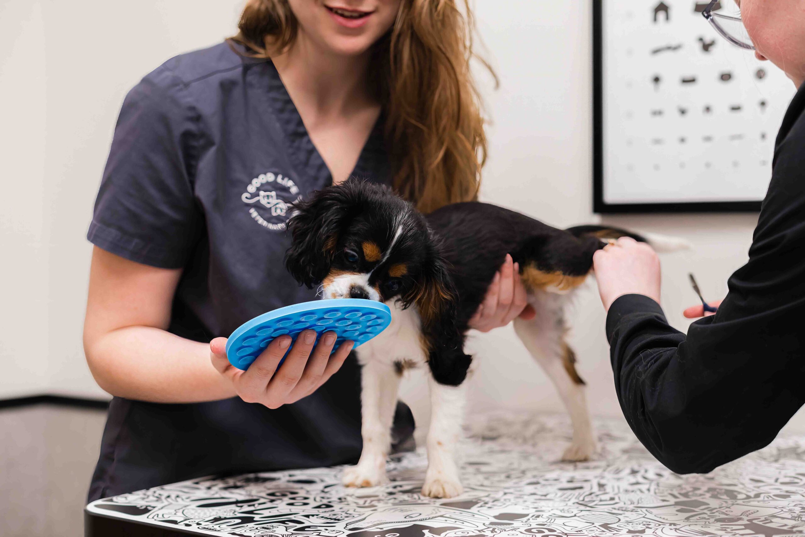 a veterinarian and an assistant examine a dog