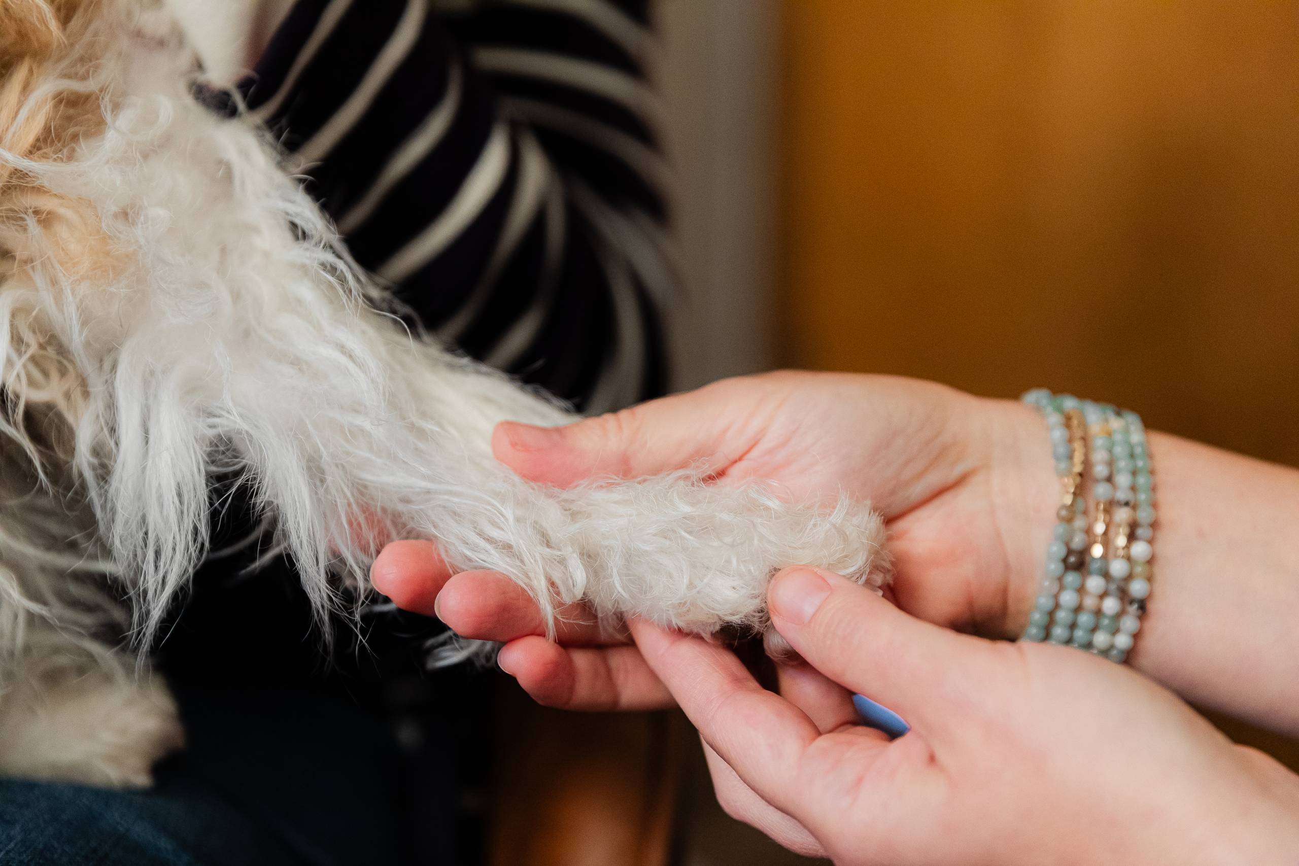 Person gently pets a dog's paw, showing love and care.