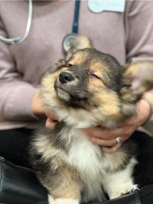 A veterinarian holding a small dog with a stethoscope, showing care and affection towards her furry companion