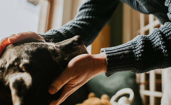 An individual enjoying a quiet moment in a living room, bonding with a furry dog through petting