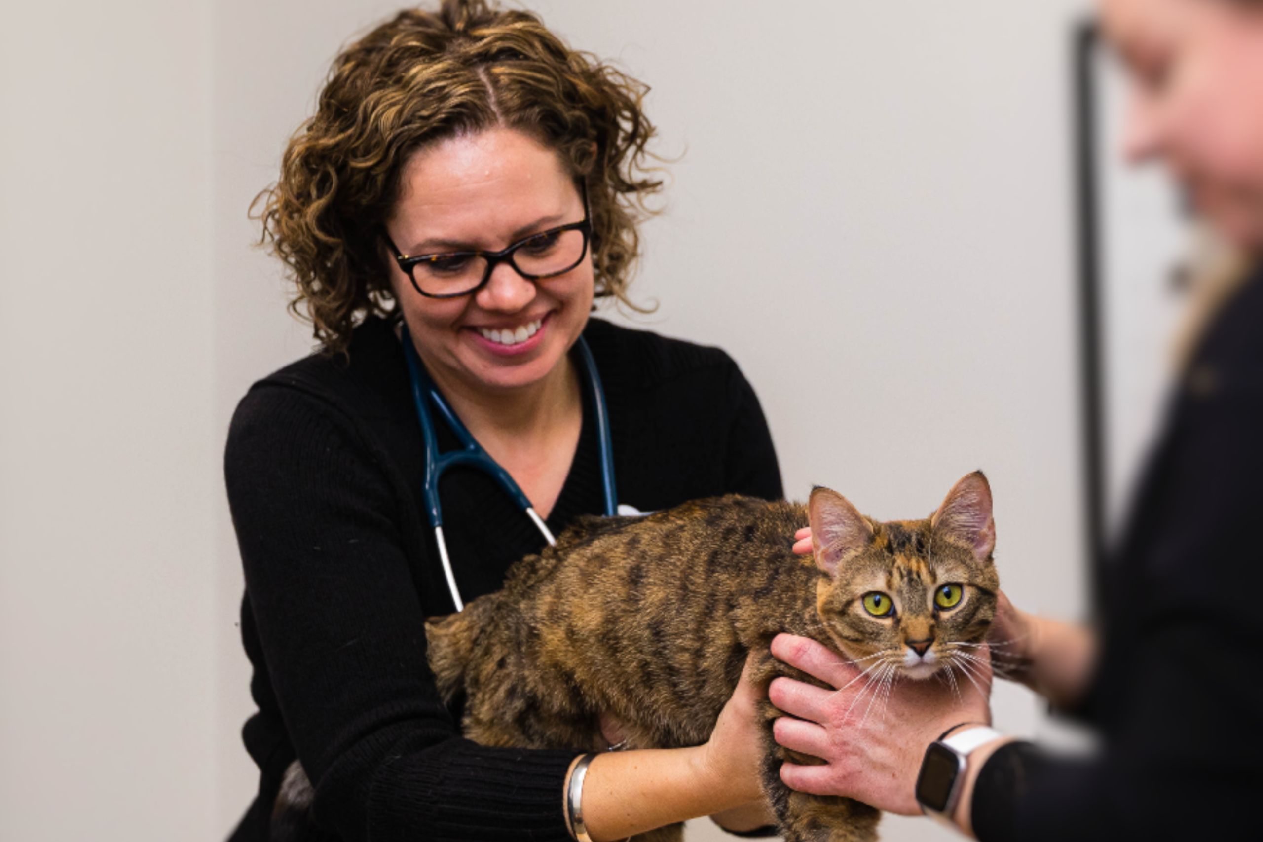 A woman holds a cat as a vet examines it, ensuring the feline's health and well-being.