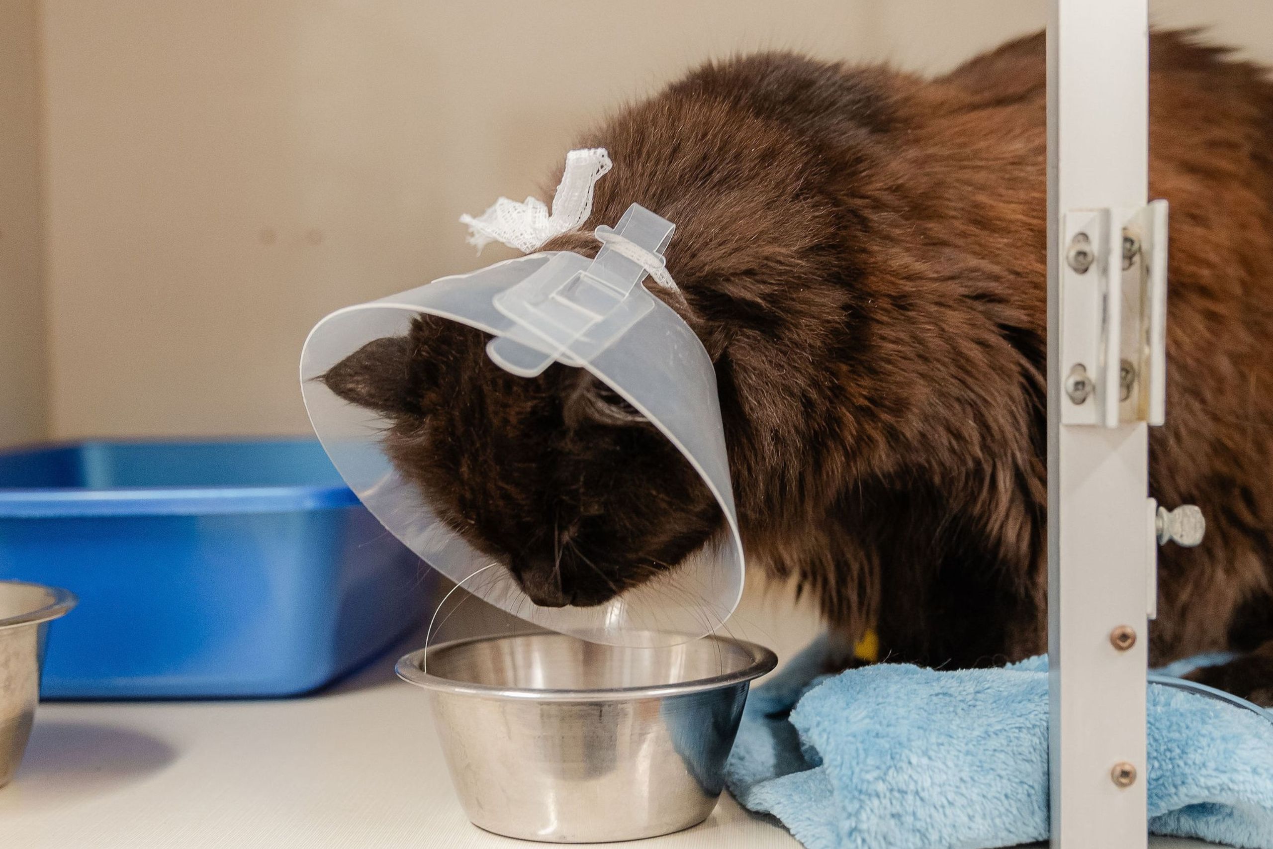 A cat wearing a cone on its head while drinking from a bowl.