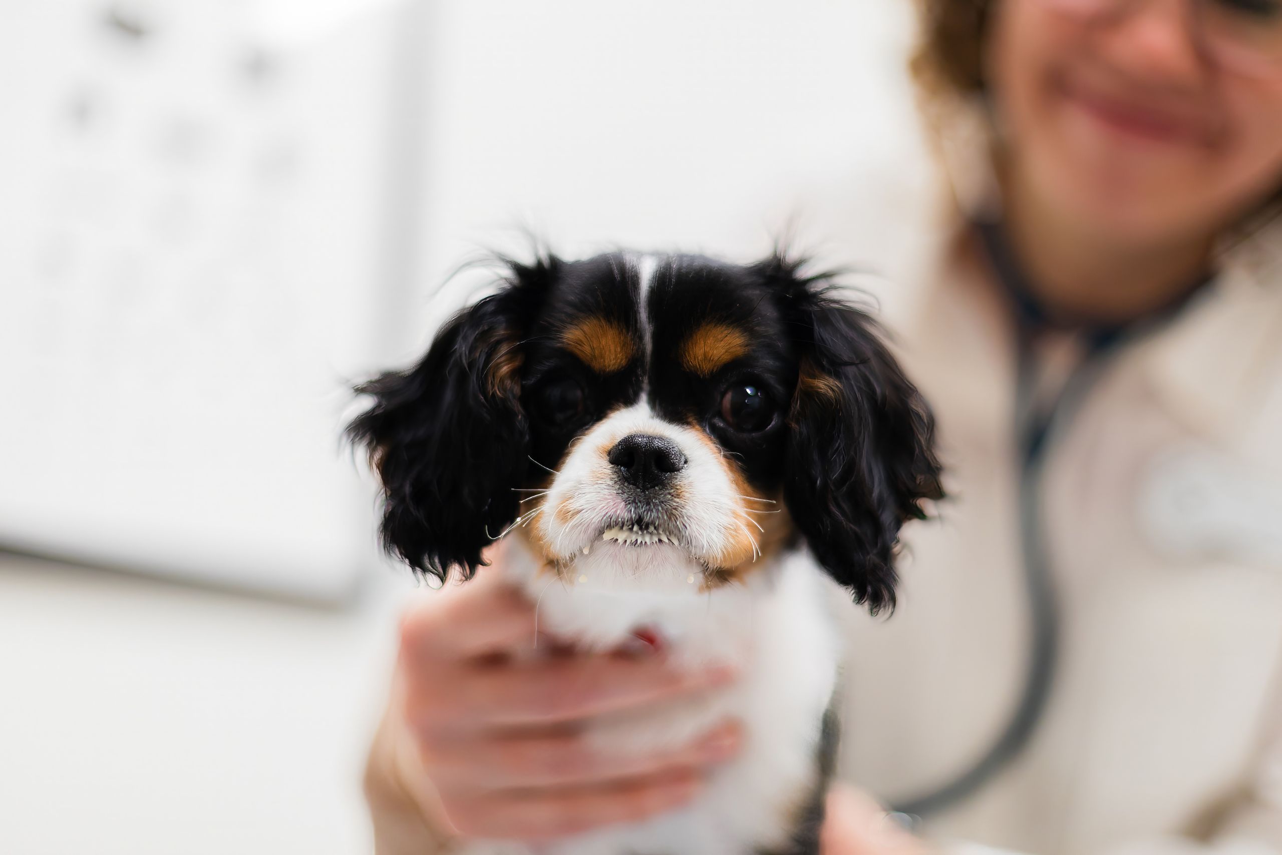 A woman gently cradles a small dog in her hands, showing love and care towards her furry companion.