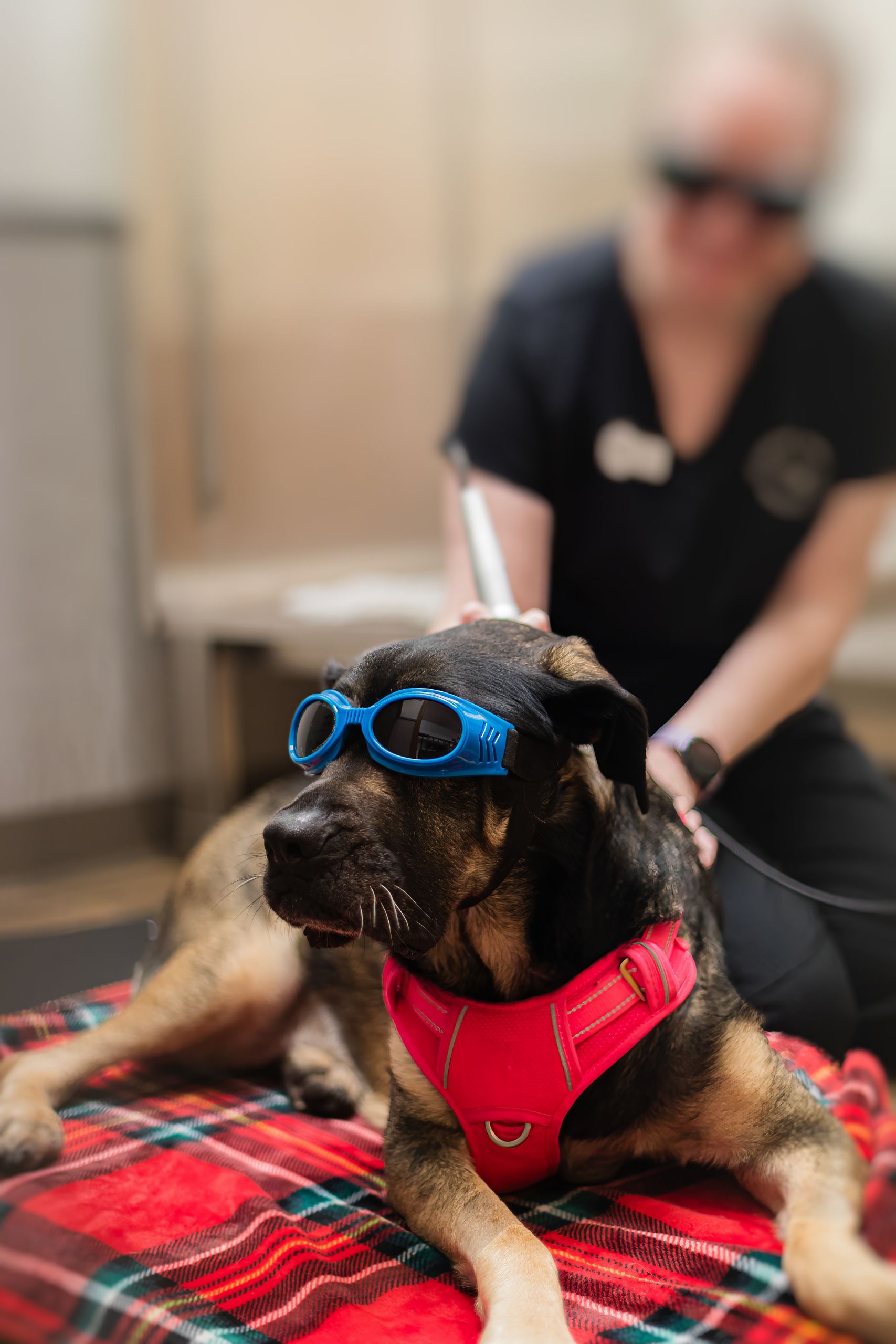 a dog wearing goggles sitting on a blanket