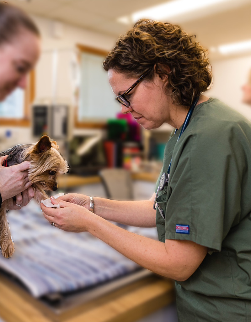 A veterinarian tending to a sick dog