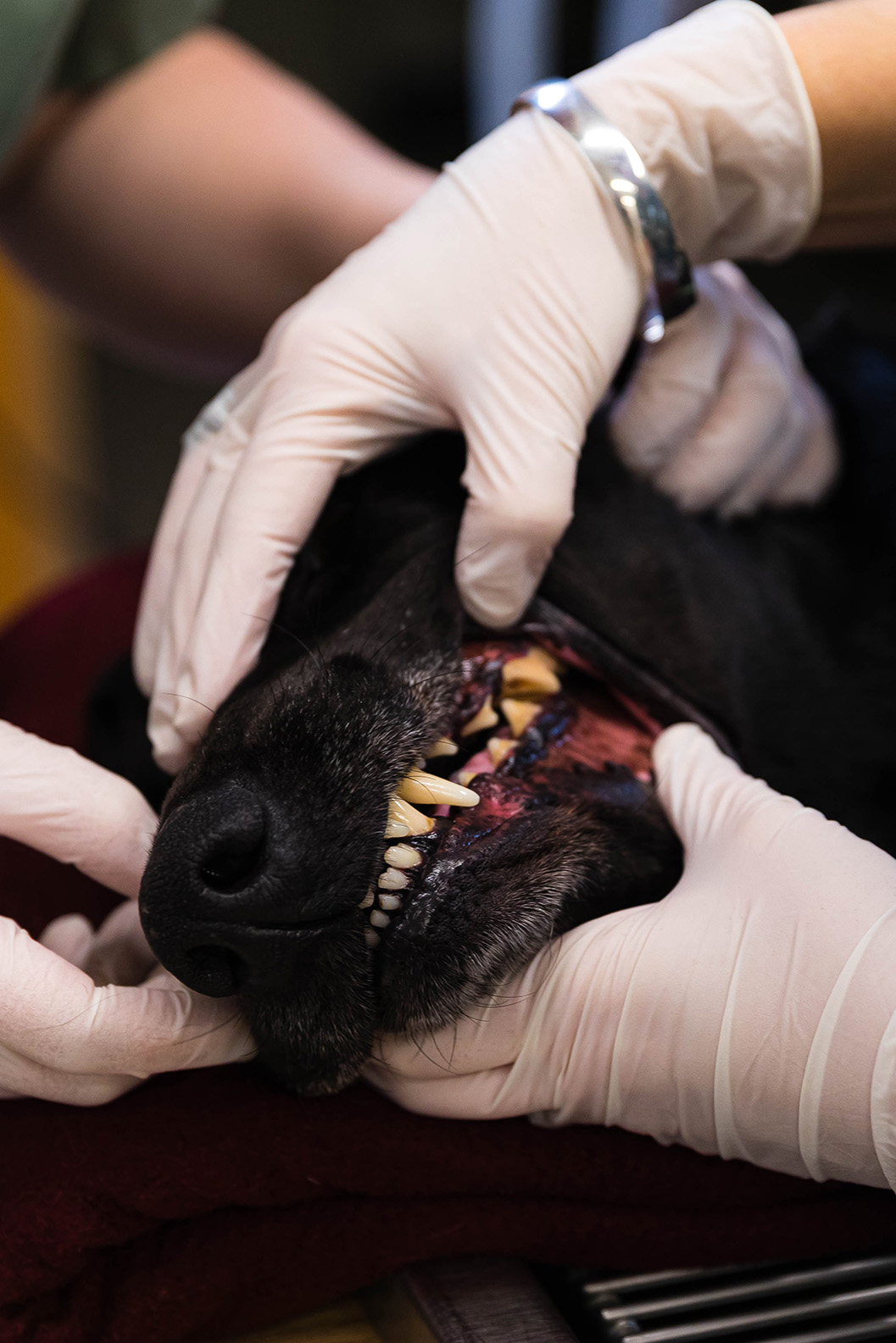 A dog's teeth being examined at the vet