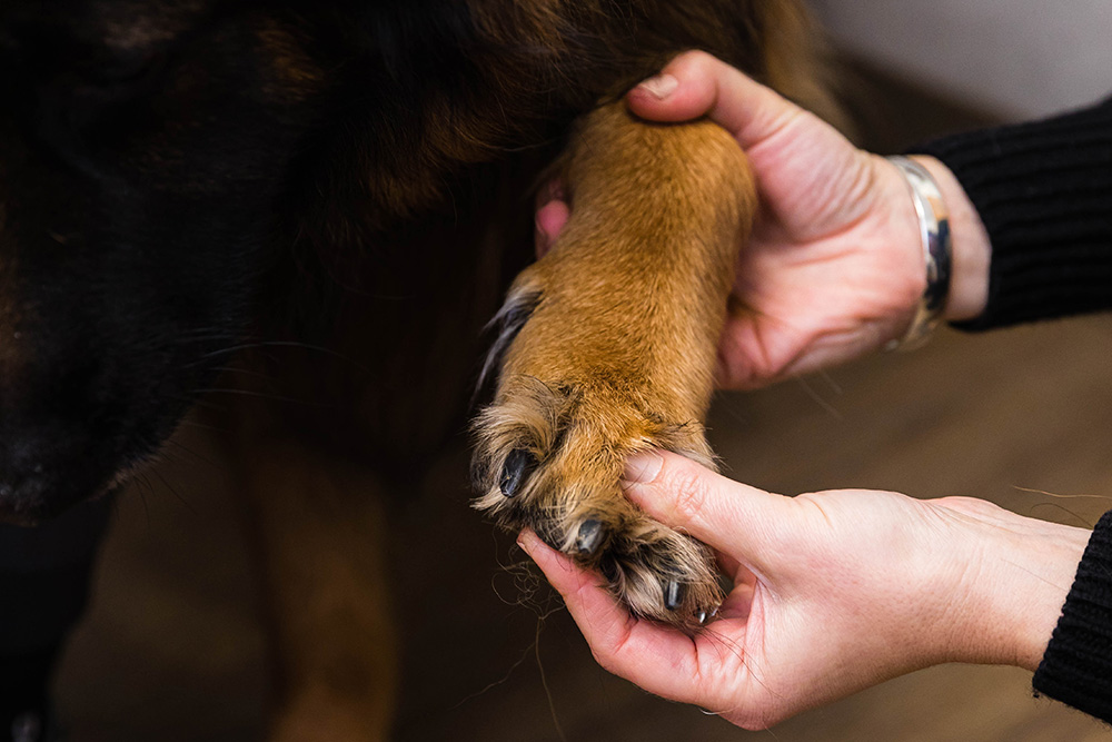 An individual enjoying a quiet moment in a living room, bonding with a furry dog through petting