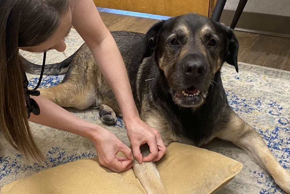 A woman gently pets a dog while sitting on the floor