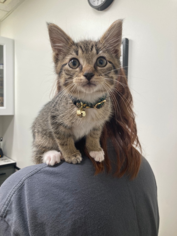 Kitten sitting on person’s shoulder