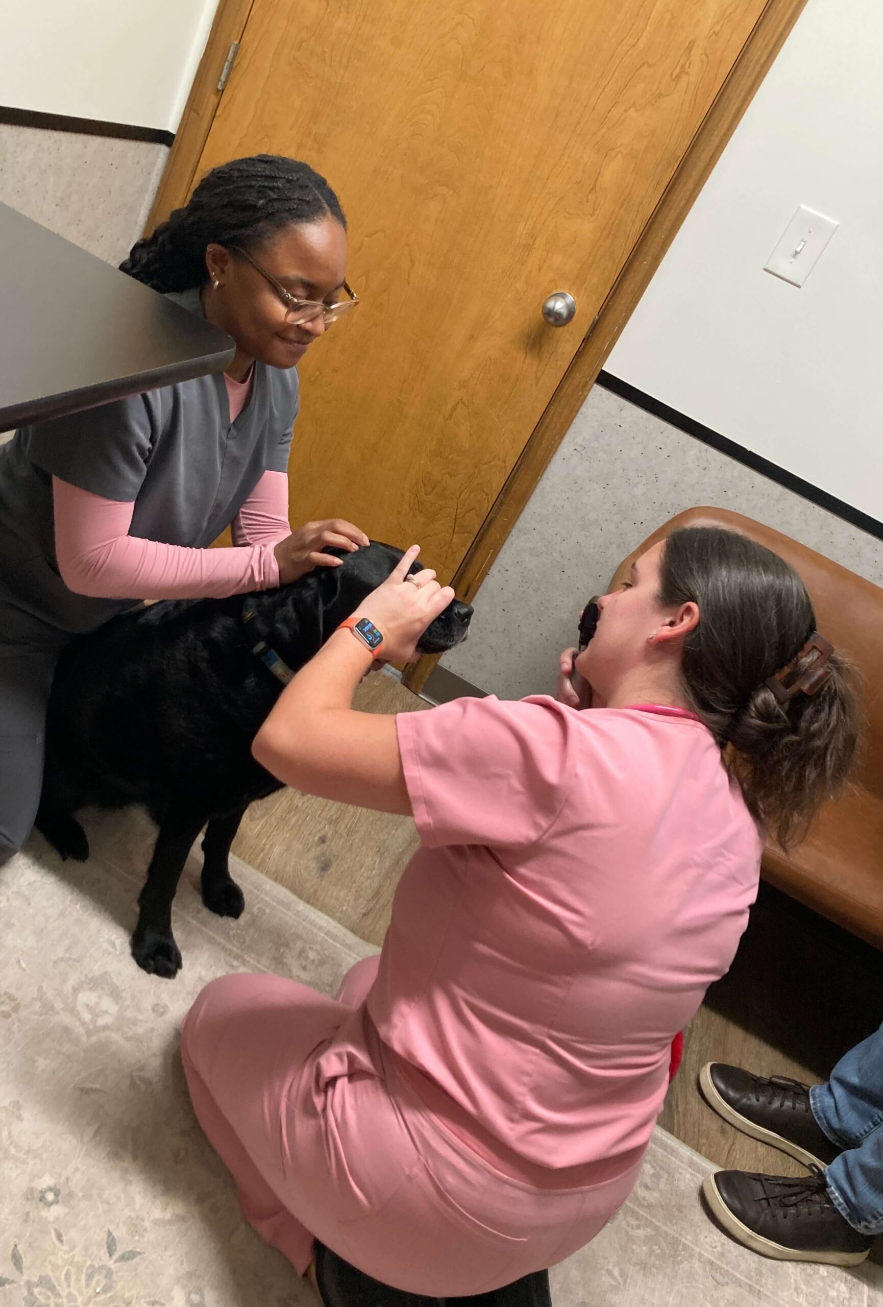 A gray dog getting examined by a vet