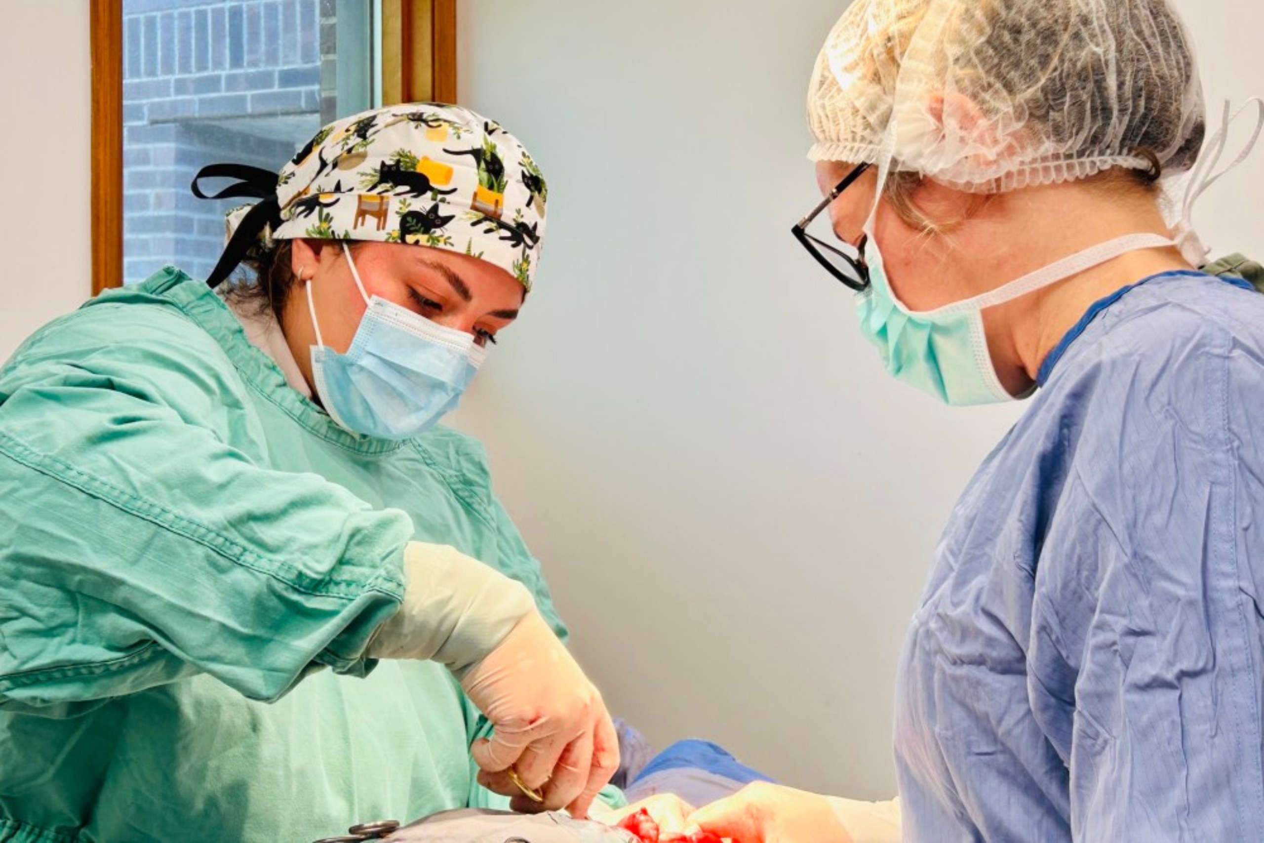 two vets are engaged in a surgical operation two vets are engaged in a surgical operation